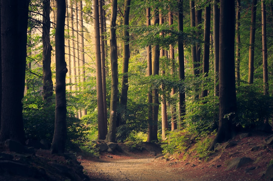 Woodland trails around Prakruti Farms