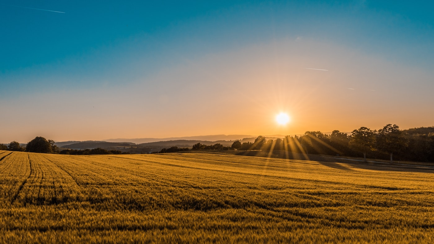 Golden organic fields at Prakruti Farms, Rupnagar