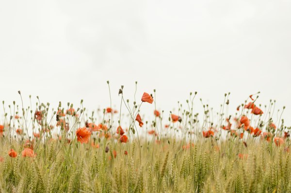 Wildflowers in the meadow