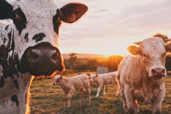 Cattle grazing on the farm